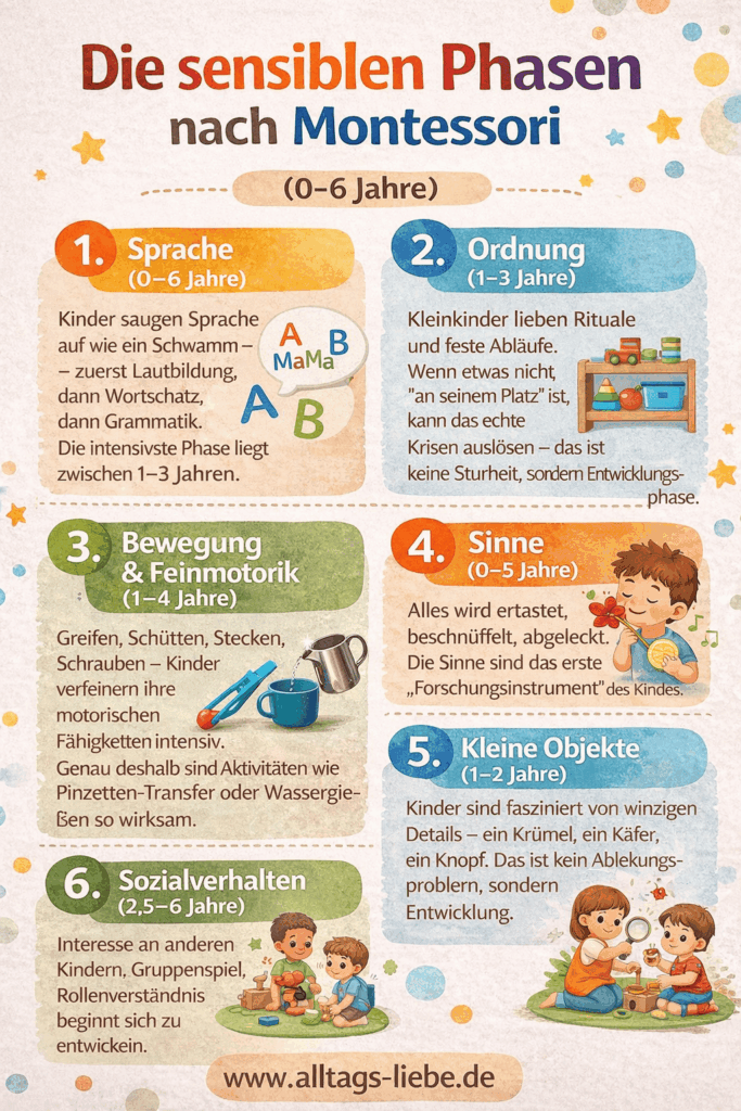 Entwicklungsphasen nach Montessori